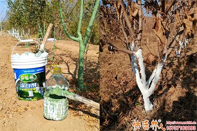 大榛子樹涂白的作用與涂白劑購買指南