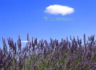 西安城市“綠腎”項目蓬勃發展，園林苗木產業步入生態新階段